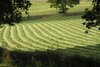 Fresh Cut Grass  Kartusche für Scentsysteme