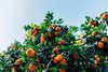 Lime Basil Mandarine  Kartusche für Scentsysteme